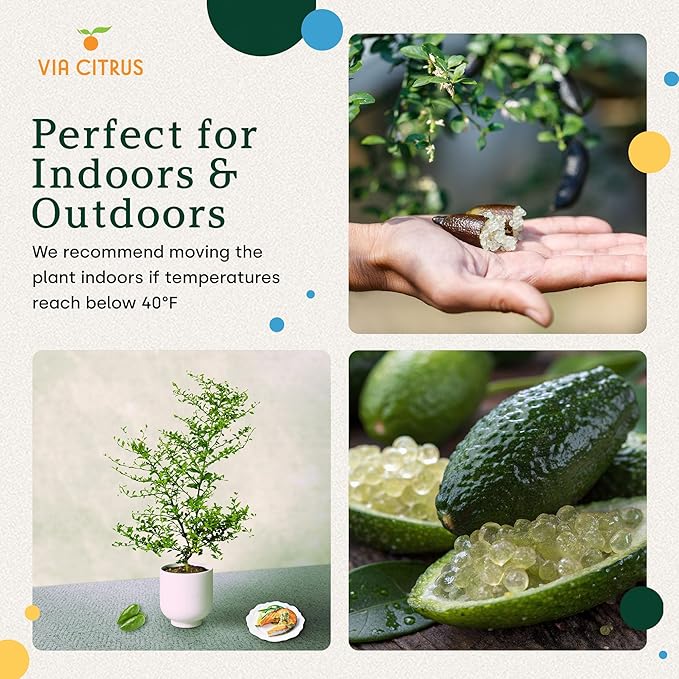 Australian Finger Lime Trees Live Plants 2-3' Tall - Fresh Finger Limes, Dwarf Lime Tree Live Plant, Indoor Fruit Trees, Housewarming Gifts, Cannot Ship: CA,AZ,TX,LA, Plant Tree Pot by Via Citrus