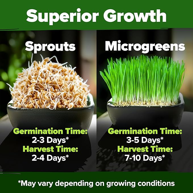 HOME GROWN 12,000+ Wheatgrass Seeds Bulk Pack(1.5 lb) Hard Red Winter Wheatgrass – Heirloom, Sprouting for Juicing, Microgreens, Smoothies & Indoor Gardening(Triticum aestivum)