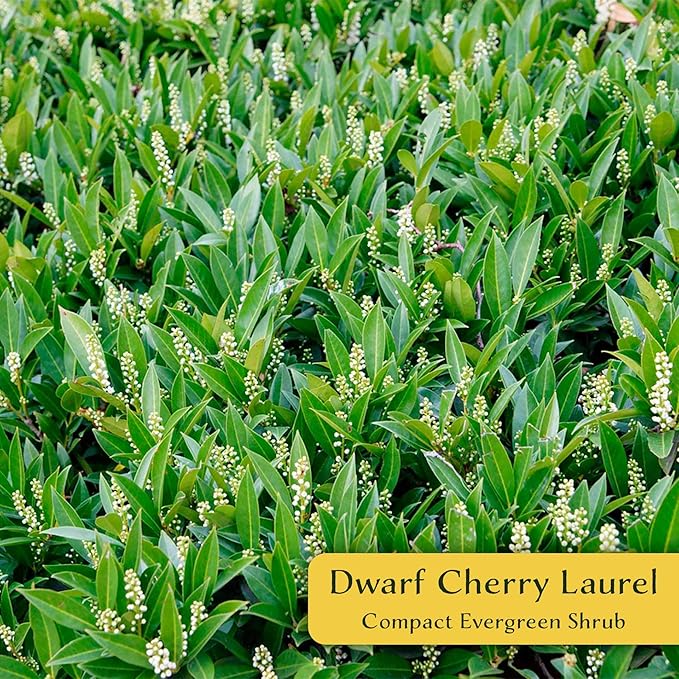 6 Dwarf Carolina Cherry Laurel in 3.5” Nursery Cubes (Prunus caroliniana ‘Compacta’) | Evergreen Shrub for Privacy Hedges, Screens, and Ornamental Landscaping | Ready-to-Plant Live Starter Plants