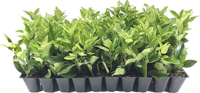 Ligustrum Waxleaf Privet - 40 Live Plants 2" Pot Size - Evergreen Privacy Hedge