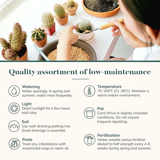 Shop Succulents | Can't Touch This Collection | Assortment of Hand Selected, Fully Rooted Live Indoor Cacti Plants, 5-Pack