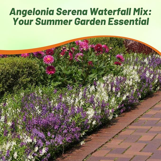 Outsidepride Serena Waterfall Mix Angelonia Snapdragon Seeds for Planting - 15 Pcs Perennial Flower Seeds, Pollinator-Friendly, Heat, Humidity & Drought-Tolerant, Compact Growth Habit for Containers