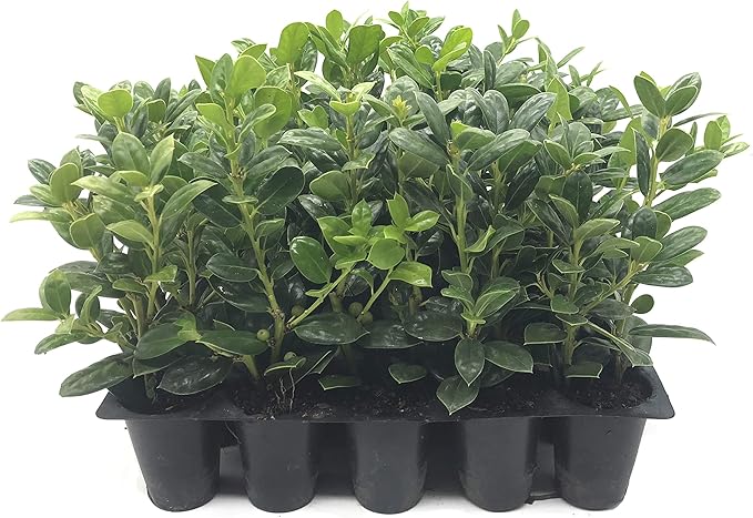 Burfordi Holly | 10 Live Plants | Ilex Cornuta | Fast Growing Evergreen Shrubs, Privacy Hedge Plants, Dark Green Foliage, Low Maintenance Landscaping, Ideal for Hedges and Borders