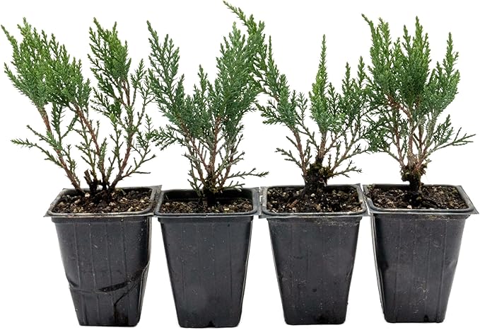 4 Tamarix Juniper in 3.5" Nursery Cubes | Juniperus Sabina ‘Tamariscifolia’ | Dense, Low-Maintenance Evergreen Shrub with Fine, Feathery Foliage | Ready-to-Plant Live Starters