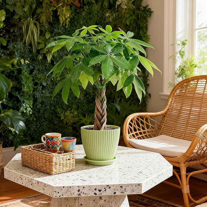 Sprout N Green Small Money Tree with 5 Lucky Braid, Live Plant with Green Stripe Pot, Decoration for Indoor Home Office Tabletop Windowsill Side Table, Housewarming Christmas Gift, 8-10" Tall