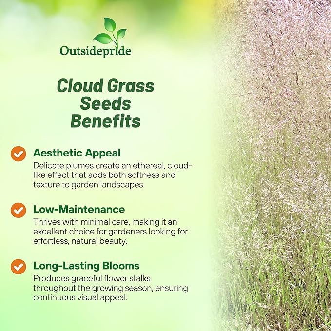 Outsidepride Agrostis Nebulosus Cloud Grass Seeds - 5000 Pcs Annual Versatile & Adaptable Ornamental Grass with Airy White Seed-Heads for Low Maintenance Xeriscaping & Borders