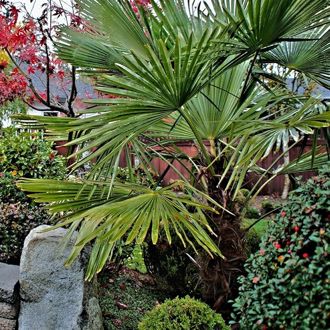 American Plant Exchange Windmill Palm – 4-Inch 3-Pack – Live Easy Care Tropical Outdoor Palm Tree, Cold-Hardy, Container-Friendly Plant for Patios, Landscapes & Garden Decor