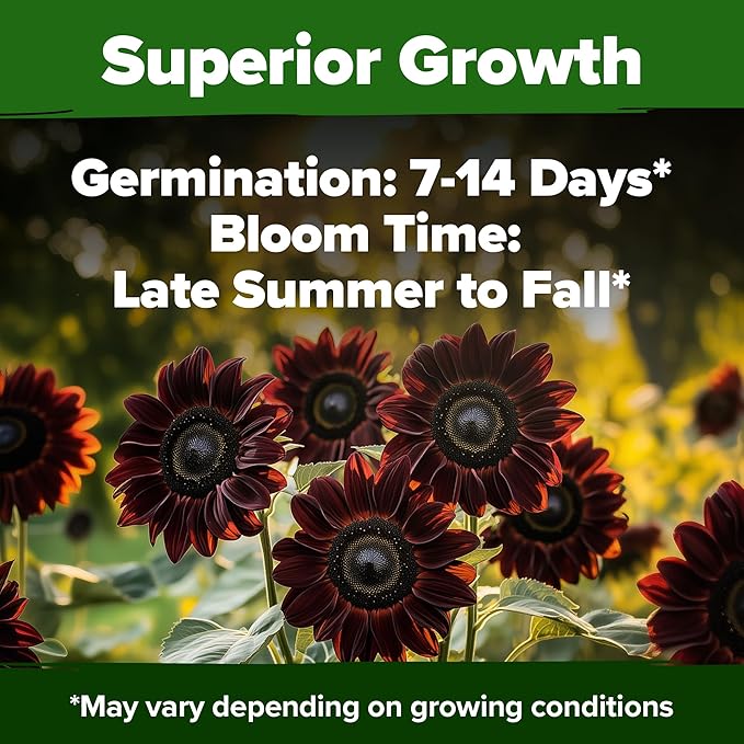 HOME GROWN Chocolate Cherry Sunflower Seeds – 75 Heirloom Seeds for Planting Burgundy Sunflowers – Tall Flower for Garden, Pollinators, Butterflies (Helianthus annuus)