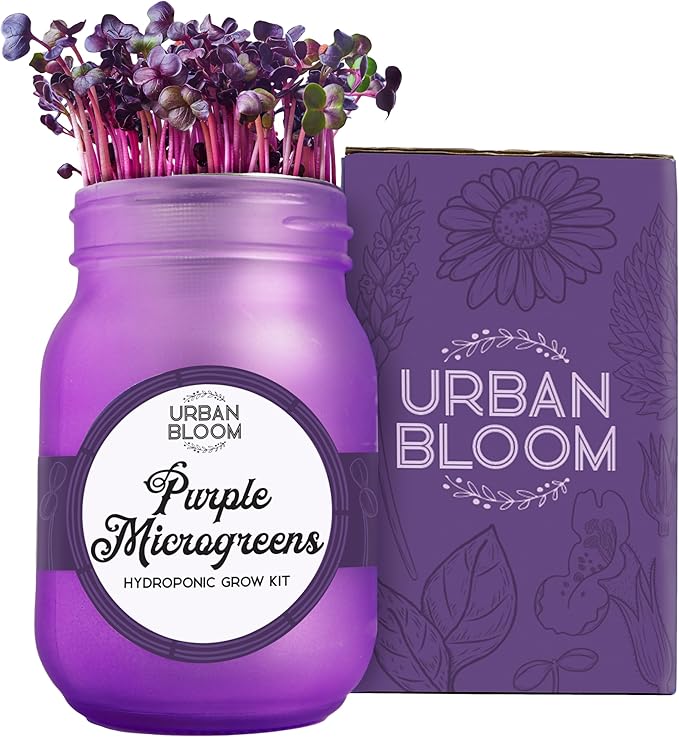 Hydroponic Herb Growing Kits - Purple Microgreens - Indoor Garden System in a Mason Jar - Herb Garden Kit for Indoor Greenhouse - Indoor Plant Hydroponic Growing System w/Fresh Herb Seeds