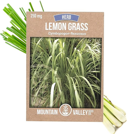 Lemon Grass Seeds for Planting Outdoor - 250 Mg Packet - Non-GMO, Heirloom Culinary Herb Garden Lemongrass Seeds - Cymbopogon citratus