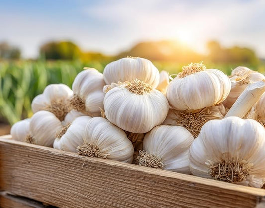 Softneck Garlic Bulbs for Planting - California Garlic to Grow at Home (24 Seed Bulbs)