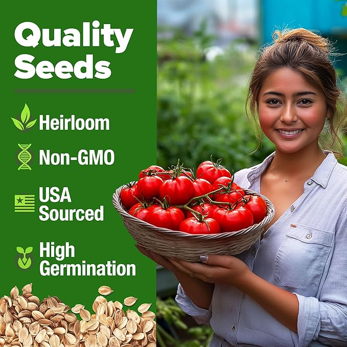 HOME GROWN Beefsteak Tomato Seed Pack - 300 Heirloom Tomato Seeds for Planting Outdoors – High-Yield Non-GMO Vegetable Seeds for Growing Large, Meaty Tomatoes for Summer Dishes (Solanum lycopersicum)