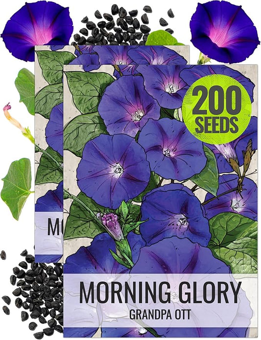 Seed Needs, Grandpa OTT Morning Glory Seeds - 100 Heirloom Seeds for Planting Ipomea purpurea - Annual Blue/Violet Blooms, Flowering Vine for a Natural Privacy Fence (2 Packs)