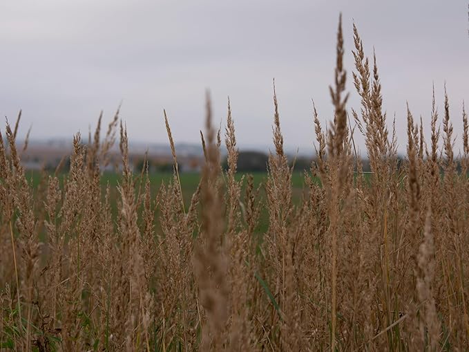 Native Grass Seed Blend - Big Bluestem, Little Bluestem, Indiangrass, RC Big Rock Switchgrass (8, Ounces)