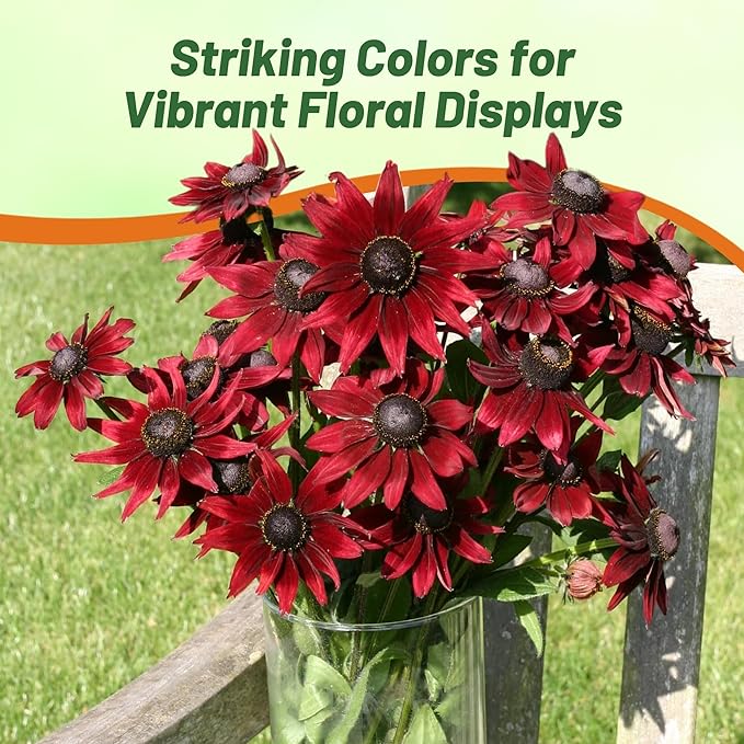 Outsidepride Cherry Brandy Rudbeckia Seeds - 25 Pcs. Annual, Easy to Grow & Self-Seeding Flower Seeds for Planting Red Blooms, for Low Maintenance Pollinator Gardens & Erosion Control
