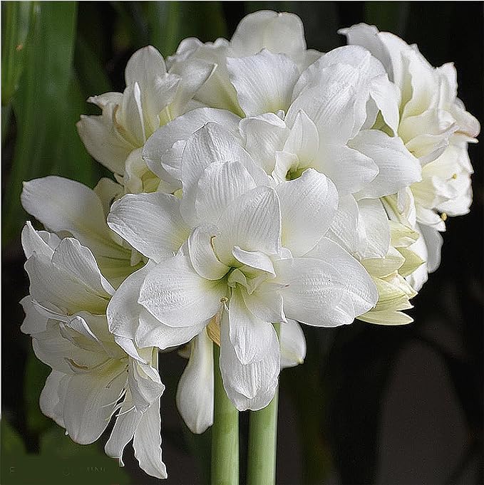 Alfresco Amaryllis Bulb - 26-28 cm Bare Root - Stunning Pure White Blooms with Very Large Flowers - Perfect for Indoor & Outdoor Décor - Easy-to-Grow Amaryllis for Gardens & Pots