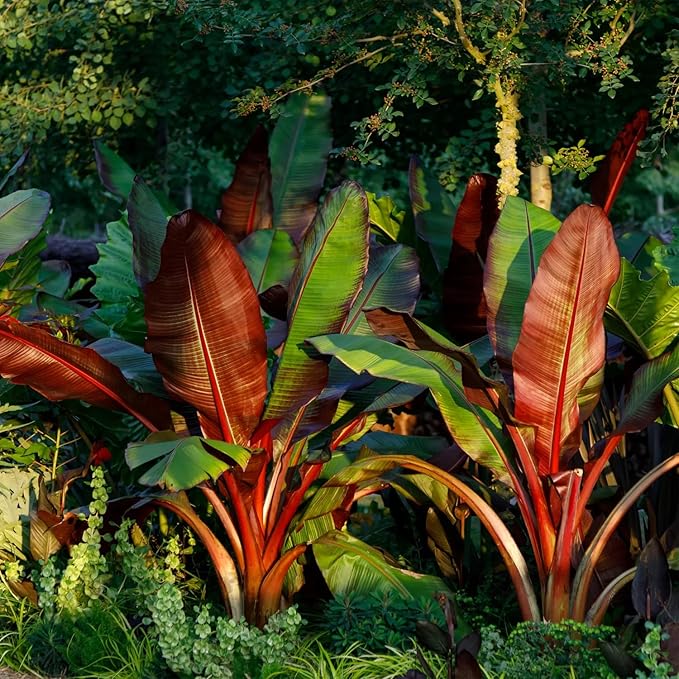 Banana Tree Live Plant, Cold Hardy Banana Plant Live, Tropical Banana Fruit Seedling, Well Rooted 4-8 Inch Tall (Red Banana)