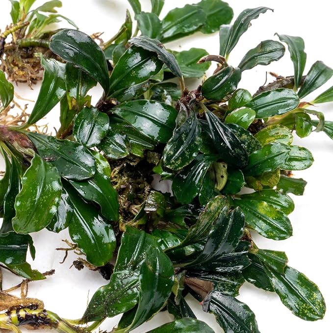 SubstrateSource Bucephalandra Arrogant Blue Live Aquarium Plant - Natural Freshwater Fish Tank Decorations and Aquatic Decor (Small Clump (3-5 Plants))