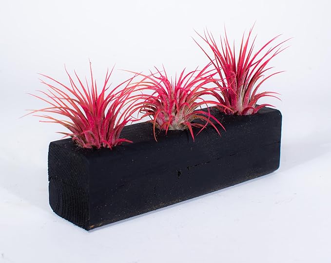 Air Plants 3 Pack - Tillandsia Ionantha - 3 Hole Planter - Organically Enhanced Color - Live Arrival Guaranteed - House Plants for Home Decor & Gift (3Pk Coral Glow + Planter)