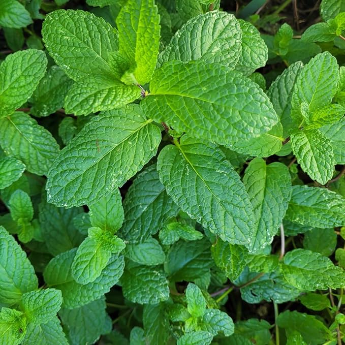 Generic Spearmint Plants. Live, Fragrant, Fresh, Edible. Easy Grow. Indoor/Outdoor. (2 Mint Bags)