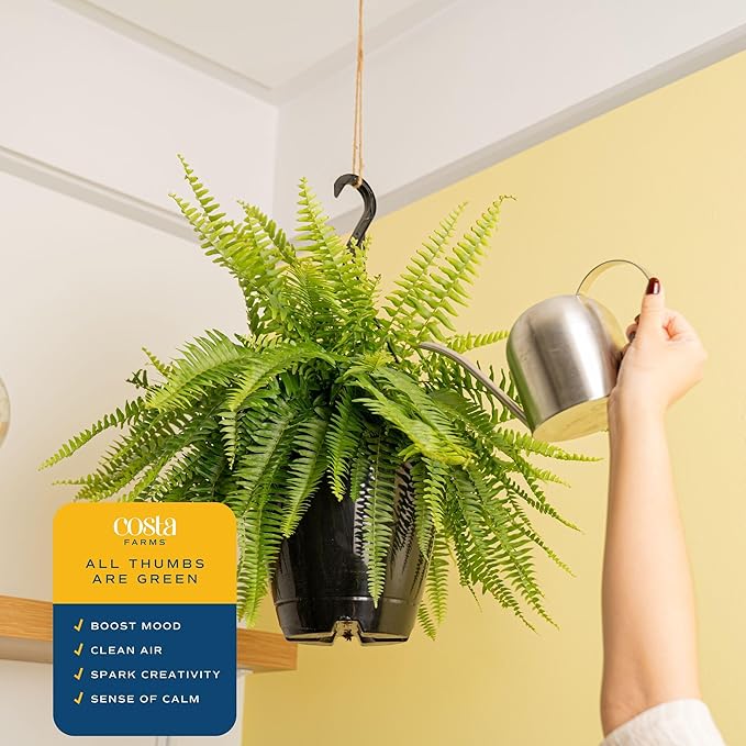 Costa Farms Boston Fern Live Plants in Plastic Pots, Large Air Purifying Indoor & Outdoor Houseplants, Patio, Garden, Home, or Office Decor, House Warming Gift, 2-3 Feet Tall & Wide, Pack of 2