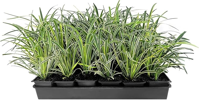 Variegated Liriope | 3 Live 4 Inch Pots | Liriope Muscari Variegata | Ornamental Ground Cover Plants | Evergreen Foliage