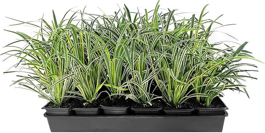 Variegated Liriope | 9 Live 4 Inch Pots | Liriope Muscari Variegata | Ornamental Ground Cover Plants | Evergreen Foliage