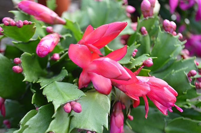Christmas Cactus - 5 Live Plants in 4 Inch Pots - Schlumbergera Bridgesii - Beautiful Indoor Tropical Succulent