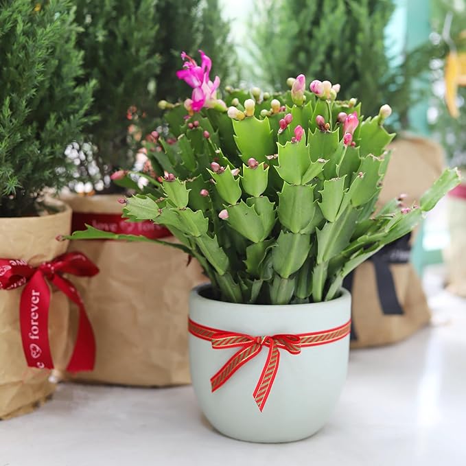 Christmas Cactus Thanksgiving Cactus (6 inch + Minimalist Pot) - Red/Pink/White Zygocactus - Holiday Decorating with Cacti and Succulents - Christmas Gift Ideas 2025