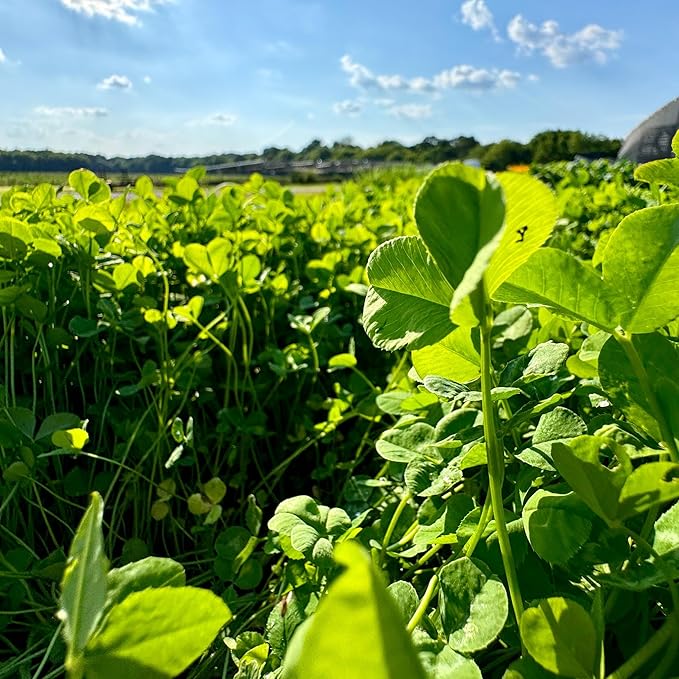 Clover Food Plot Seed for Deer and Turkeys, 1/2 Acre or 3 Acre, 5 Types of Clover, Perennial Blend, Cold Hardy, Drought Tolerant, Highly Palatable (1/2 Acre (3.5lbs))