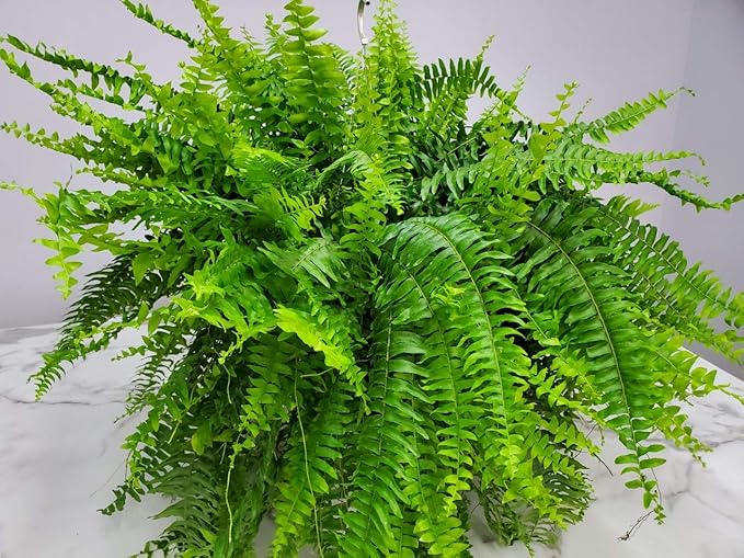 Live Boston Fern Hanging Basket Plant (10" Hanging Basket) - Overall Spread 25" to 30" - Tropical Plants of Florida