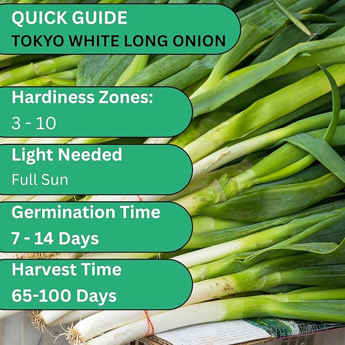 Woods Creek Seeds: Bunching Tokyo Long White Onion Seeds for Planting - Heirloom Green Onion Seeds for Planting - Non-GMO Heirloom Seed Pack of Crisp Onions for Outdoors and Home Gardening