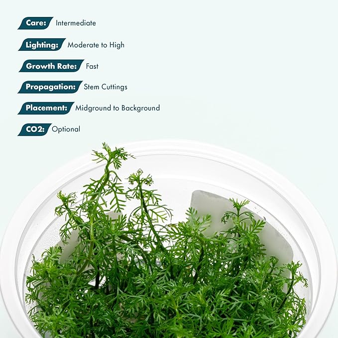 SubstrateSource Live Plants - Mattogrossense Milfoil (Myriophyllum mattogrossense) - Moderate to High Light, Bright Green Accent, Bushy Stem Plant, Midground to Background - Tissue Culture, 1 Pack