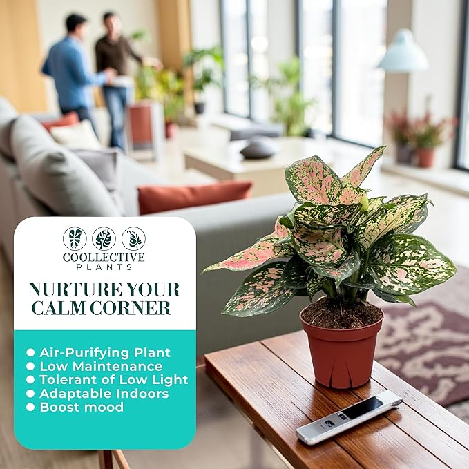 CoollectivePlants Aglaonema Katrina – Aglaonema Live Plant in 4” Grower’s Pot, Chinese Evergreen Plant Live, Green and Pink Variegated Foliage, Includes UniHeat Pack for Winter Protection