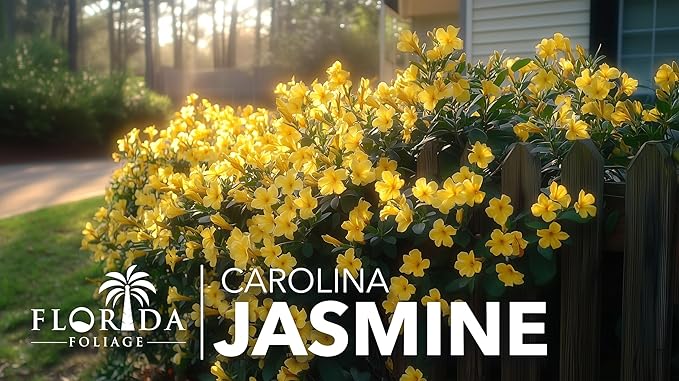 Carolina Jasmine | 1 Large Gallon Size Plants | Gelsemium sempervirens | Evergreen Climbing Vine | Yellow Flowering Landscape Plants