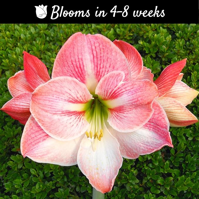 Easy to Grow Amaryllis 'Apple Blossom' Pre-Planted Bulb Indoor Gift Kit in a White Pot - Pink & White Flowering Blooms in 4 to 8 Weeks
