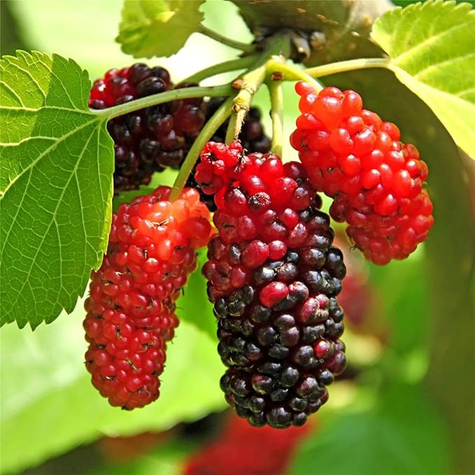 1500pcs Mixed Berry Seeds Kit for Planting (Strawberriy, Blueberry, Raspberry, Mulberry, Cranberry, Cherry Seeds Pack), Non-GMO Perennial Fruits Seeds, Home Garden Plants for Outdoors