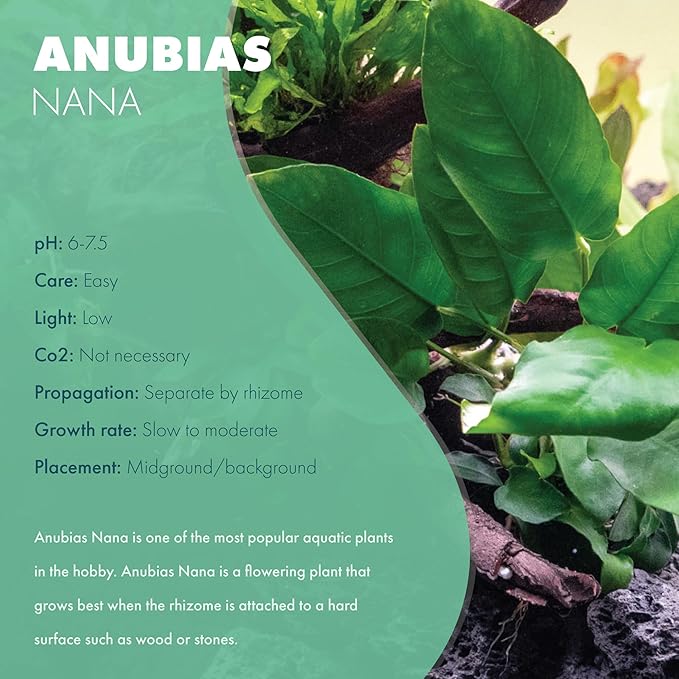 SubstrateSource Anubias Live Aquarium Plants - Potted Freshwater Plant for Fish Tanks, Terrariums - Beginner Friendly Low Light (Nana, 1 Pot)