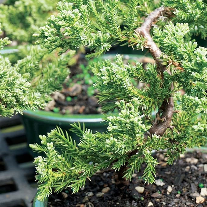 Brussel's Bonsai DT4002GMJ Outdoor Bonsai Tree, Green Mound Juniper, LARGE