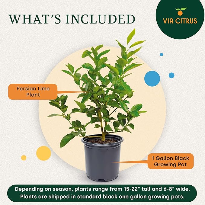 Persian Lime Plant Fruit Trees 18-22" Tall - Fruit Live Trees Plants, Outdoor Plants, Citrus Tree Pots for Housewarming Gift, Persian Garden, Cannot Ship: CA,AZ,TX,LA, Indoor Tree Live by Via Citrus