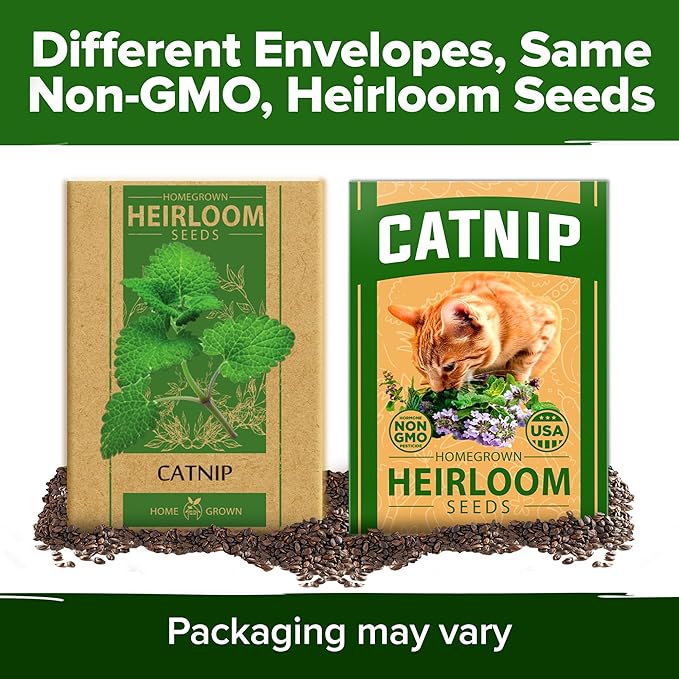 HOME GROWN Catnip Seeds (Bulk Pack) Non GMO Heirloom Herb 2,116 Seeds - Indoor or Outdoor Seed - High-Germination Cat Nip - Cat Safe Plants (Nepeta cataria)