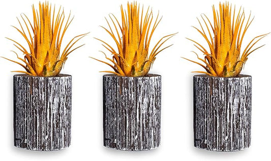 Air Plants - Tillandsia Ionantha - Organically Enhanced Color - Live Arrival Guaranteed - House Plants for Home Decor & Gift (3pk Marigold + White Barrels)