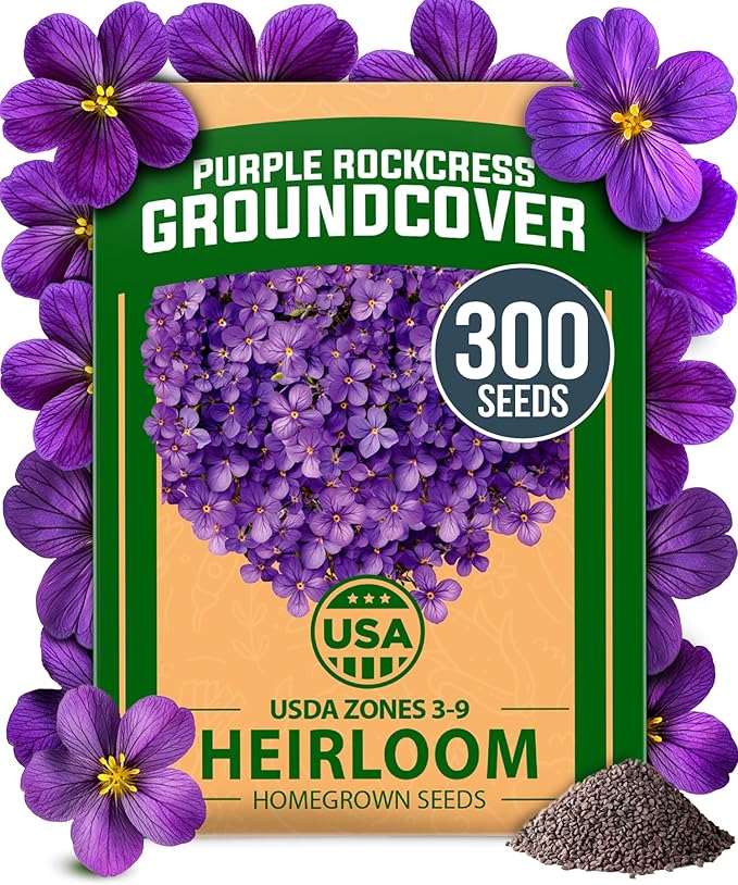 HOME GROWN Aubrieta Rock Cress Purple, Flowering Ground Cover Seed Pack, Perennial Cress Seeds for Planting Outdoor Lawn Gardens 300 Aubrieta deltoidea Flower Seeds