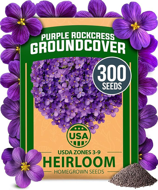 HOME GROWN Aubrieta Rock Cress Purple, Flowering Ground Cover Seed Pack, Perennial Cress Seeds for Planting Outdoor Lawn Gardens 300 Aubrieta deltoidea Flower Seeds