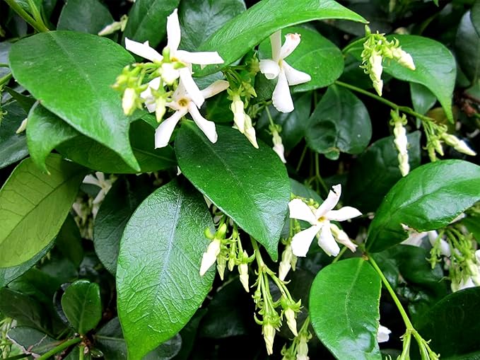 Confederate Jasmine Plants | 12 Live 4 Inch Pots | Trachelospermum Jasminoides | Flowering Vine | Outdoor Garden