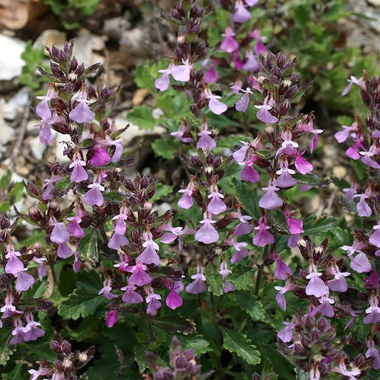Outsidepride Germander Herb Seeds - 1000 Pcs Perennial, 18-Inch Tall, Violet Blooms, Evergreen Ornamental Hedge for Herb Gardens, Attracts Bees & Butterflies, Minimal Watering Needs