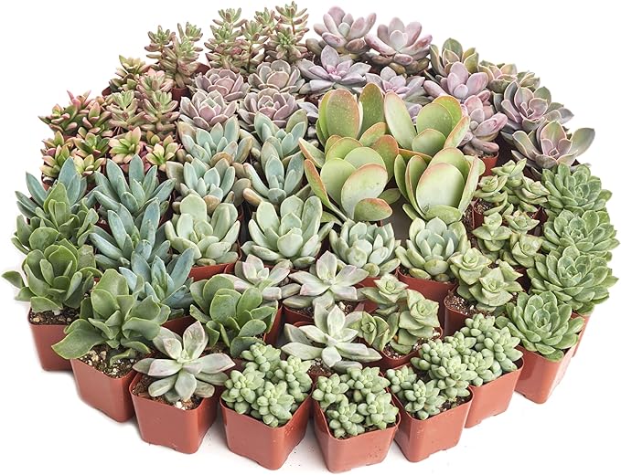 Shop Succulents Pastel Succulent Plant Pack Bulk Collection - Live Mini Succulent Plants, Low Maintenance, Bright & Serene Colors & Textures - Wedding and Party Favors, Gift & Garden, Pack of 32