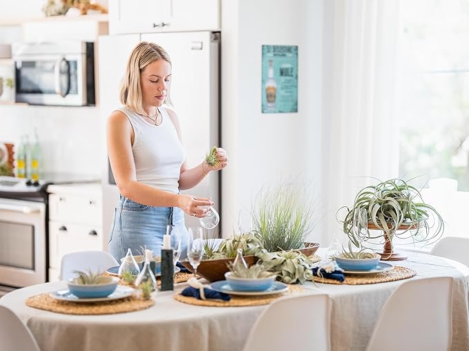 Air Plant Shop 10 Pack Tough Stuff Collection of Tillandsia Air Plants- Wholesale and Bulk - Succulents - Live Tillandsia - Easy Care Indoor and Outdoor House Plants
