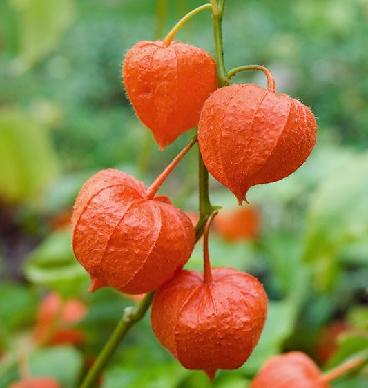 Seeds Cape Gooseberry Peruvian Groundcherry - Orange Physalis - Heirloom Fruit - GMO Free
