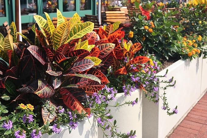 Gardenera Assorted Foliage Potting Soil - All-Natural Blend for Thriving Diverse Foliage Displays - Enhances Nutrient Uptake - 10 Quart